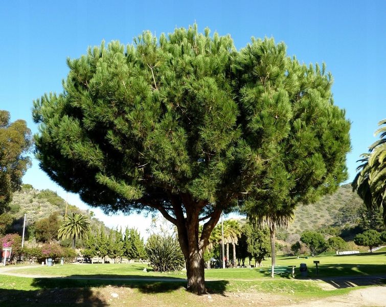 Sosna pinia pinus pinea 40-60cm C2 zdjęcie 4