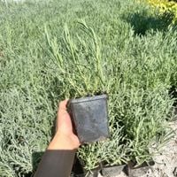 Lawenda 'Grosso' Mrozoodporna, (Lavandula x intermedia) Doniczka 1.0L