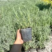 Lawenda 'Grosso' Mrozoodporna, (Lavandula x intermedia) Doniczka 1.0L