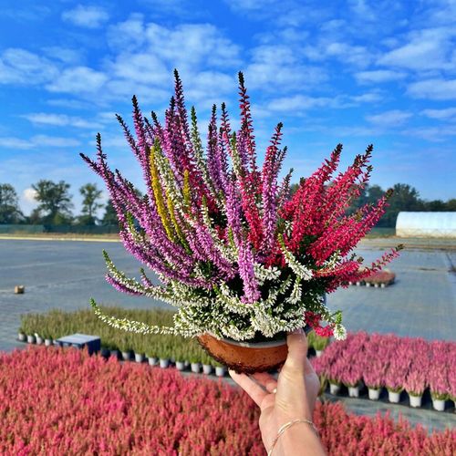 Wrzos Misa Jesienna Kompozycja Czterokolorowa Ładne Kolorowe Donice na Arena.pl