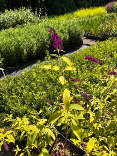 Budleja Dawida 'Santana' (Buddleja davidii) Doniczka 2.0L na Arena.pl