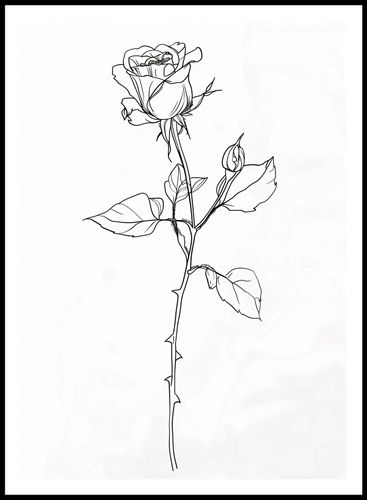 Plakat 64x90cm Kontur Róży na Arena.pl