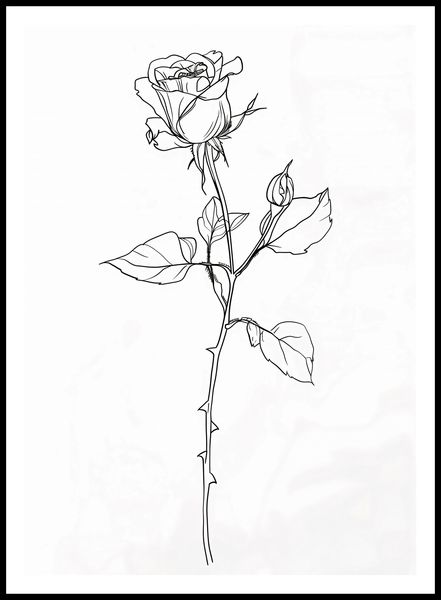 Plakat 64x90cm Kontur Róży zdjęcie 3