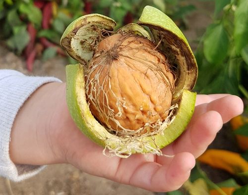 Nawóz Mikoryza do Drzew i Krzewów Owocowych 500ml na Arena.pl