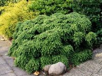 Tsuga Choina kanadyjska Pendula 20-40cm C1.5