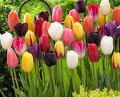 Tulipany długokwitnące zestaw 50 szt. duże cebule tulipanów