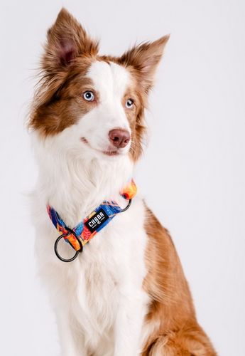 Hydrofobowa obroża półzaciskowa dla psa - Chaba Story III Aussie Rozmiar L na Arena.pl