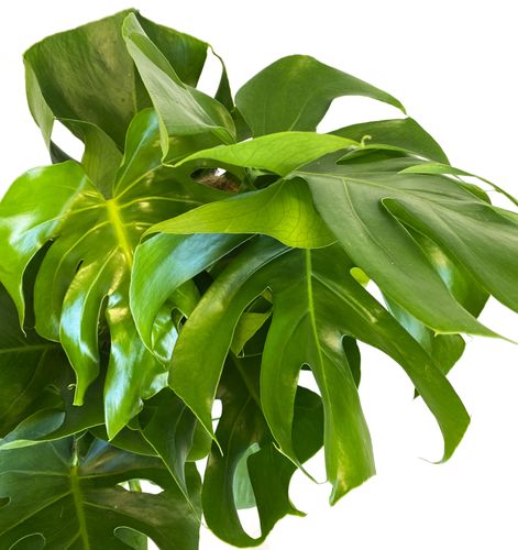 Monstera DZIURAWA DELICIOSA 85 cm na Arena.pl