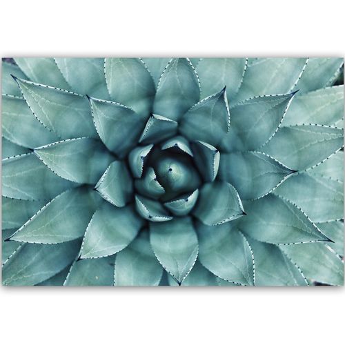 Obraz na płótnie – Canvas, niebieski aloes 60x40 na Arena.pl