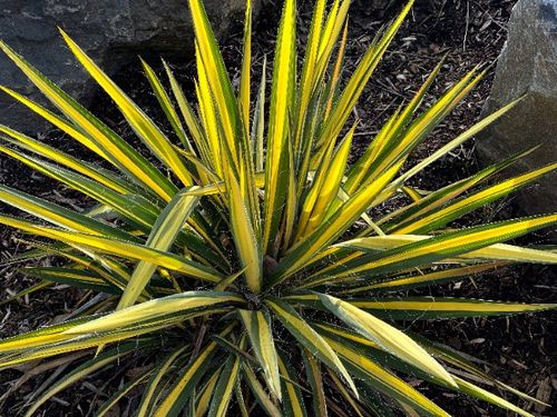 Juka karolińska 'Color Guard' Żółte Liście Na Skalniak (Yucca filamentosa) na Arena.pl