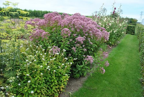 Sadziec Baby Joe - Eupatorium maculatum na Arena.pl