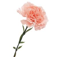 GOŹDZIK RÓŻOWY POJEDYNCZY SZTUCZNY KWIAT DŁUGA GAŁĄZKA 70cm