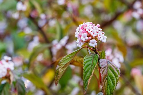 Kalina bodnantska 'Dawn' Różowa 80-110cm (Viburnum bodnantense) Poj. 3.0L na Arena.pl
