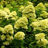 Hortensja bukietowa 'Limelight' (Hydrangea paniculata) Doniczka 2.0L