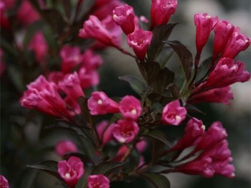 Krzewuszka WINE & ROSES Alexandra Bordowa C2 na Arena.pl