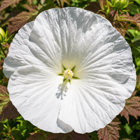 Hibiskus White Angel Ogromne Białe Kwiaty Długo Kwitnąca Doniczka 3.0L