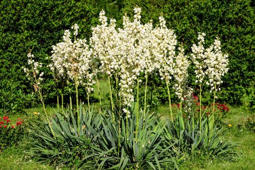 Juka karolińska ogrodowa (Yucca filamentosa) Doniczka 5L Jukka Yuca na Arena.pl