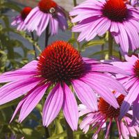 JEŻÓWKA PURPUROWA odporny na mróz - sadzonki 10 / 20 cm