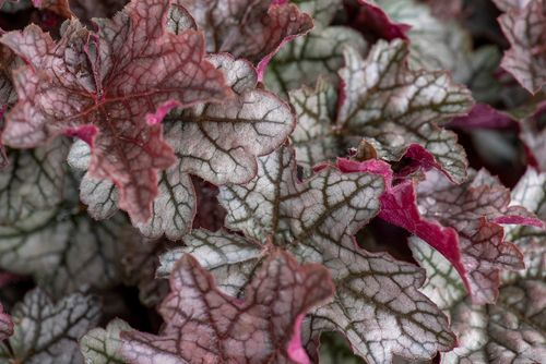 Żurawka mieszańcowa World Caffé™ Corretto - Hauchera x hybrida na Arena.pl