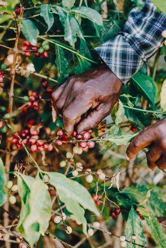 Kawa ZIARNISTA DO EKSPRESU Świeżo palona 100% Arabica BRAZYLIA+PAPUA 2X1KG na Arena.pl