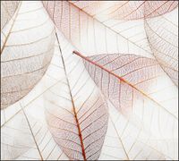 Tło do fotografii produktowej kulinarnej Flat Lay