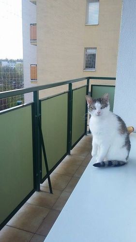 ZESTAW SIATKA NA BALKON DLA KOTA PTAKI GOŁĘBIE 2X3 OCZKO 50mm BEZ WIERCENIA na Arena.pl