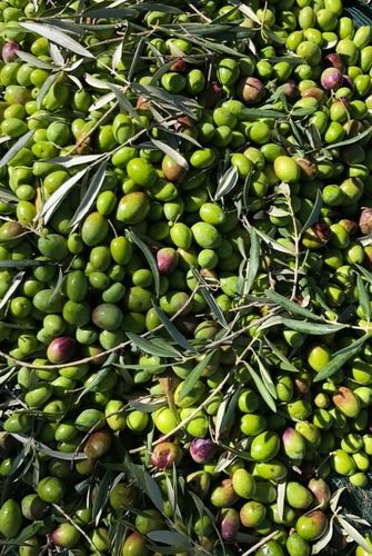 Oliwa z oliwek Extra Virgin Włoska CAMUTO Antyczne odmiany ETNA 0,15% 500ml na Arena.pl