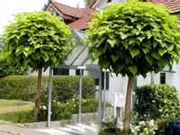 SURMIA AUREA Catalpa Katalpa Nana PA 140-160cm C5