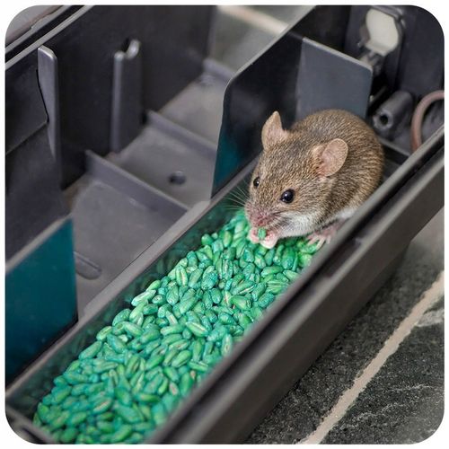 ZATRUTE ZIARNO NA MYSZY I SZCZURY TRUTKA ZBOŻOWA STRONG BROMADIOLON 3 na Arena.pl