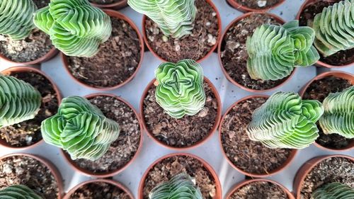 Crassula 'Buddha's Temple' Sukulent GRUBOSZ na Arena.pl