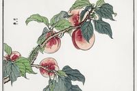 Plakat 91,5x61cm Gąsienica na Drzewie Morimoto Toko Japoński Vintage do Sal