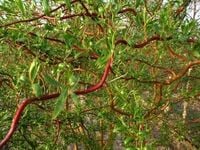 GK Wierzba mandżurska 50 cm. MIODODAJNA