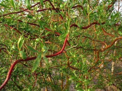 GK Wierzba mandżurska 50 cm. MIODODAJNA zdjęcie 1