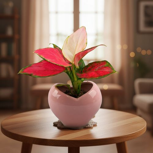 AGLAONEMA Pinky Promise DØ6cm Łatwa w uprawie. Idealna na prezent na Arena.pl