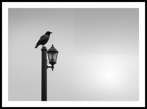 Plakat 70x50cm Samotny Postój Kruka na Arena.pl