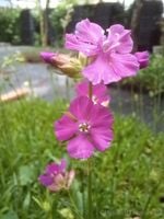 Firletka smółka - Lychnis viscaria