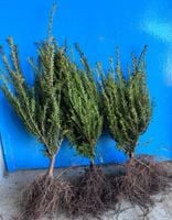 Cis Pospolity sadzonki na Zimozielony żywopłot 30-50cm SZKÓŁKOWANY