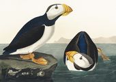 Plakat 29,7x21cm Maskonur, J.J.Audubon Vintage do Salonu