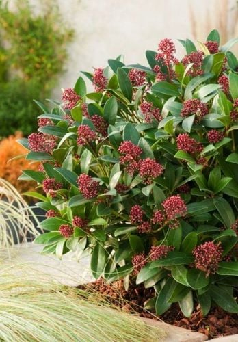 SKIMIA JAPOŃSKA Duże Sadzonki 1L 'Rubella' na Arena.pl