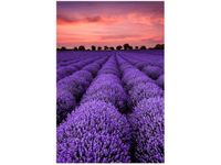 OBRAZ LAWENDOWY GAJ SUNSET