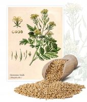 GORCZYCA BIAŁA NASIONA POPLONY MIODODAJNA MIÓD ZIARNO ROŚLINA POPLON = 5kg