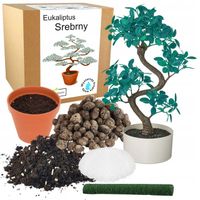 ZESTAW DO UPRAWY EUKALIPTUS NIEBIESKI SREBRNY DRZEWKO BONSAI WIELOLETNI