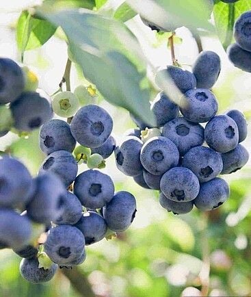 Borówka Sapphire - Vaccinium na Arena.pl