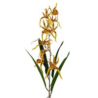 Storczyk pojedynczy guma żółty nakrapiany  środek