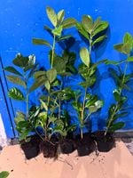 Laurowiśnia NOVITA 40-70cm w Doniczkach P9 sadzonki idealne na żywopłot