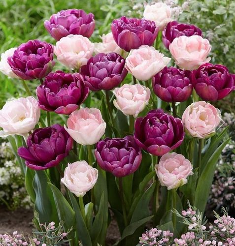 TULIPAN cebulki DOUBLE MIX KOLORY RÓŻU 20 szt. + GRATIS na Arena.pl