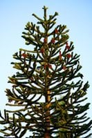 Araukaria Chilijska Małpie drzewo - sadzonki 15 / 30 cm