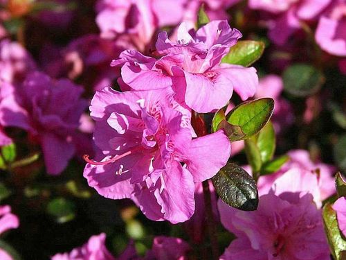 Azalia japońska Thekla C2 E na Arena.pl