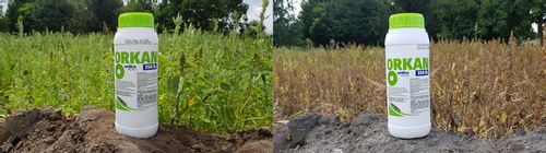 ORKAN 350SL 1L ŚRODEK CHWASTOBÓJCZY CHWASTY SKRZYP PERZ MNISZEK +RĘKAWICZKI na Arena.pl