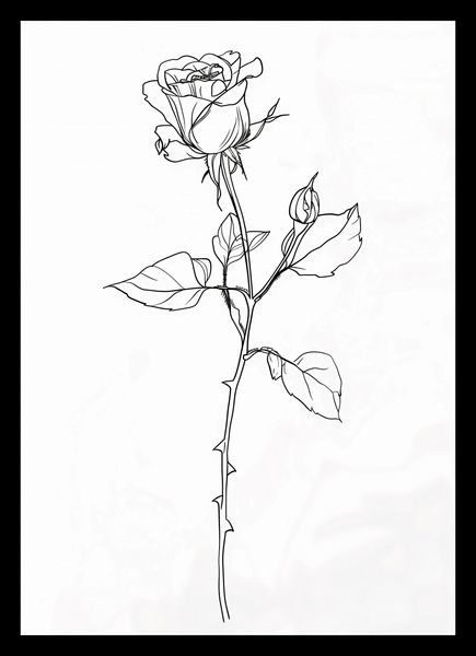 Plakat 21x29,7cm Kontur Róży zdjęcie 2